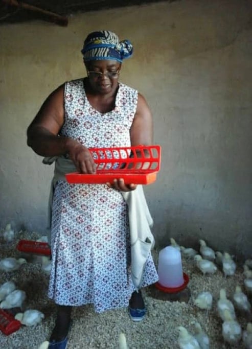 Irene Chitere tends to baby chicks in Marange, Zimbabwe. Fifty women and girls received chicks as part of an UMCOR-funded farming project. Photo by Kudzai Chingwe, UMNS.