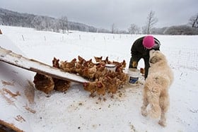 Andy, a recovering addict, gets a smooch from guard dog Tundra while feeding chickens at Brookside Farm, part of the Jacob's Ladder rehabilitation program in Aurora, W.Va. Photo by Mike DuBose, UMNS.