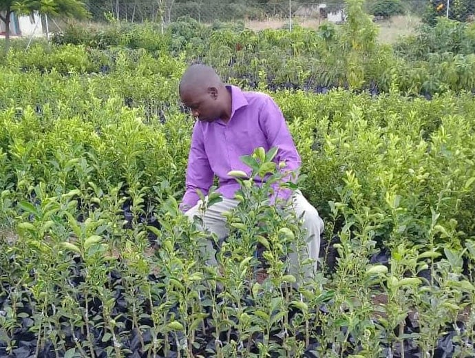 The Rev. Happymore Chipere observes budding nartjies (South African tangerines) at his tree nursery in Mujukuya, Zimbabwe. Chipere is preparing for retirement by growing fruit. Photo by Chenayi Kumuterera, UMNS.