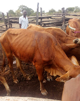 United Methodist farmer Marshy Zvenyika stands next to his cattle in Takaendesa Village in the Nyamacheni area of Gokwe, Zimbabwe. The country is facing a hunger crisis brought on by persistent droughts and a crumbling economy. Photo by Kudzai Chingwe, UM News.