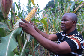 Mwinyi Taluhumbu, president of United Methodist Men in Eastern Congo, checks the corn in a field cultivated by the men's group. The crop is providing cornmeal for pastors from United Methodist urban churches who are struggling amid the coronavirus confinement. Photo by Chadrack Tambwe Londe, UM News.