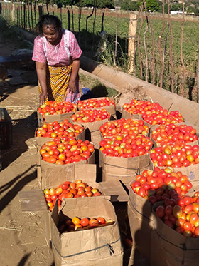 The Rev. Vienna Mutezo, Zimbabwe West Conference connectional ministries director, prepares her tomatoes for the market. Since the lockdown, she has been growing tomatoes, beans and leafy vegetables in the backyard of her parsonage and on a plot about 150 miles from Harare. Photo by Kudzai Chingwe, UM News.