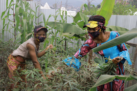 Jolie Mwaidi (right), leader of Kivu United Methodist Women, harvests cassava leaves in her garden in Bukavu, Congo. Joséphine Angel helps collect the crop. Photo by Philippe Kituka Lolonga, UM News.