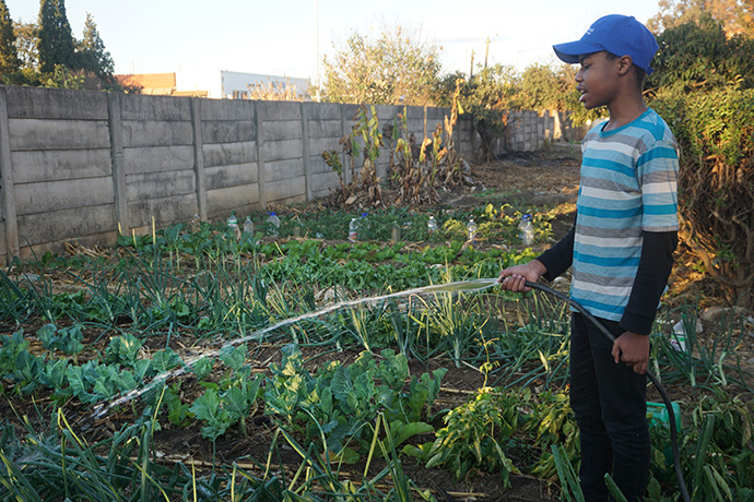 United Methodist Nokutenda Mudzengerere, 14, waters his backyard garden in Harare, Zimbabwe, where he is producing organic vegetables during the lockdown. Photo by Kudzai Chingwe, UM News.  