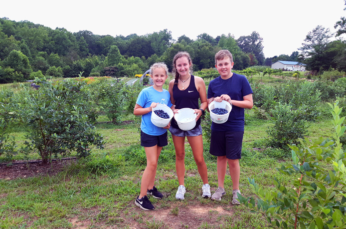 Three young gleaners from Dilworth United Methodist Church hold buckets of fresh-picked blueberries at Raceway Berry Farm in Lincoln County, N.C. The Society of St. Andrew, which receives produce from Raceway and other farms, is helping get food to needy citizens. Photo courtesy of the Rev. Michael Binger, North Carolina regional director of the Society of St. Andrew.