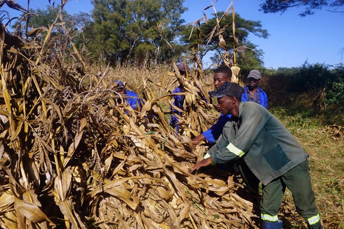 Farm workers Gadzai Kafeso, Tedias Salad and Munyaradzi Mukudoka join interns Kuzivakwashe Chapuka and Tinotenda Mangwadu in harvesting corn at Nyadire Mission farm in Mutoko in April. The farm was one of four United Methodist mission farms in Zimbabwe to receive support from the Yambasu Agriculture Initiative, a program of the United Methodist Board of Global Ministries.  Photo by Kudzai Chingwe, UM News.    