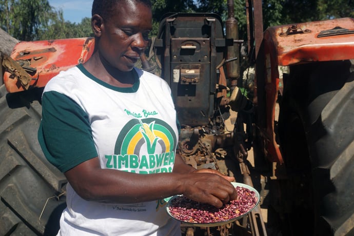 Esnath Arichara, Nyadire Mission farm manager, shows off threshed sugar beans harvested from a 2-hectare plot at the farm in Mutoko, Zimbabwe, in April. Arichara said she hopes to have year-round crop production through the use of irrigation. Photo by Kudzai Chingwe, UM News.