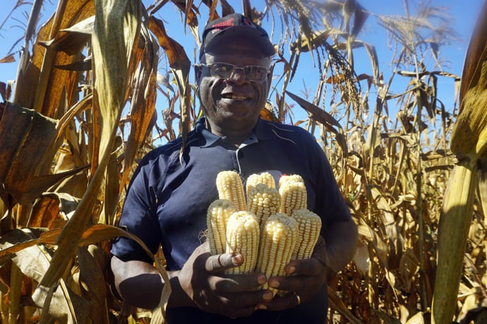 The Rev. Lancelot Mukundu, Nyadire Mission station chair, holds corn cobs from the bumper harvest at Nyadire Mission farm. The farm was one of four United Methodist mission farms in Zimbabwe to receive support from the Yambasu Agriculture Initiative. Photo by Kudzai Chingwe, UM News.